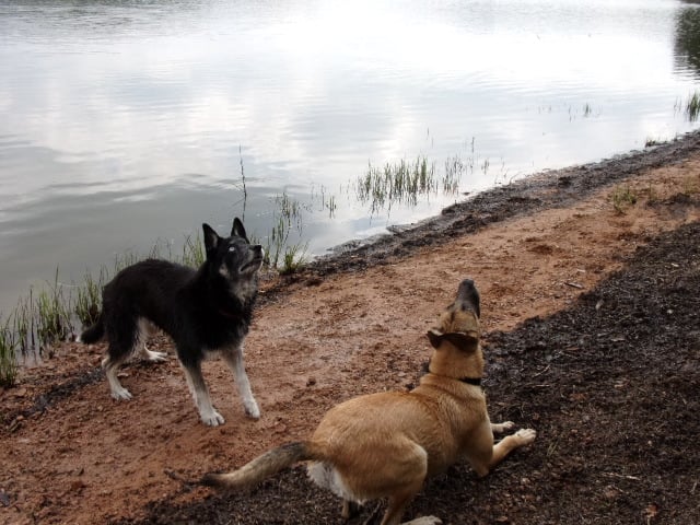 Des chiens et des forêts 3